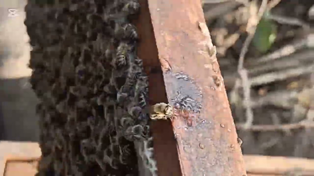 فحص النحل اليوم الخميس١٥/ ٢٠٢٦/١#عسل #bee #honeybeesting #نحل 
