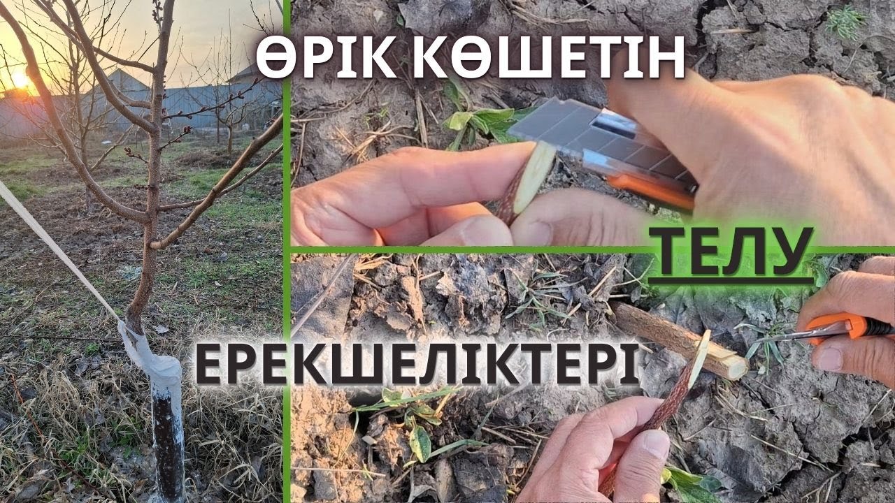 ӨРІК Көшетін ТЕЛУ / Ұлау, ҚҰПИЯСЫ