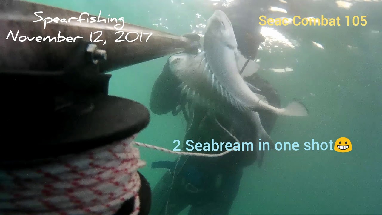 Seac Combat 105 2pc Seabream in one shot #spearfishingphilippines #seac #seacapnea #seacscuba