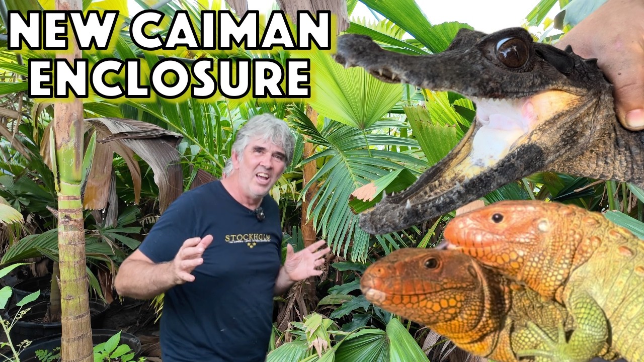 Caimans and Caiman lizards and a Reptile Greenhouse Enclosure