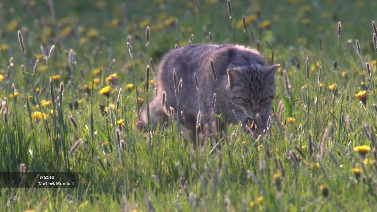 Die Wildkatze im Harz