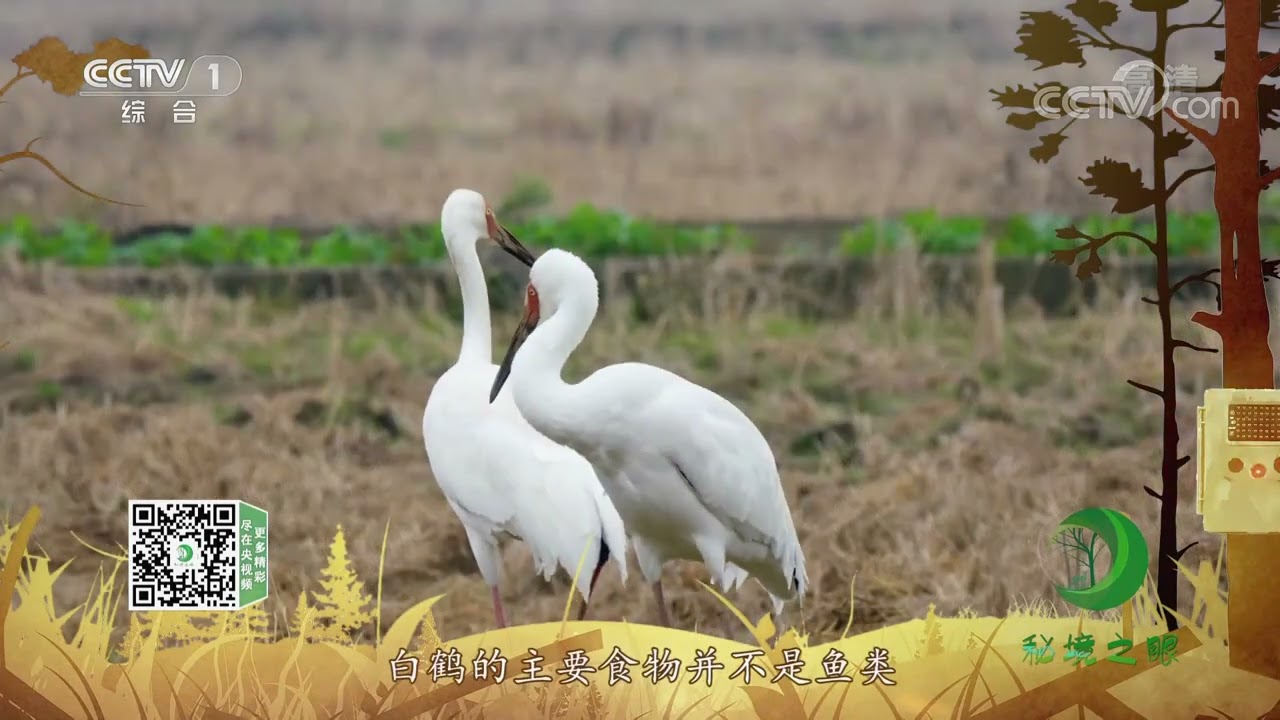 《秘境之眼》 白鹤 20220820| CCTV