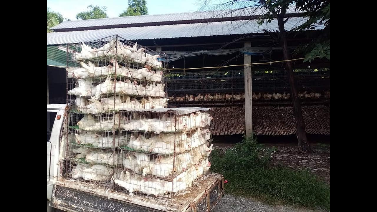 paano mag order Ng rtl at battery cages Kay mang magz