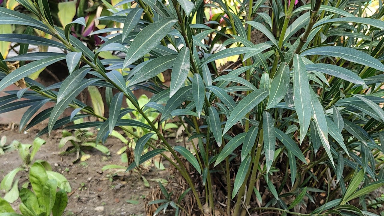 गुड मॉर्निंग हमारी यूट्यूब फैमिली को जय भीम जय भारत