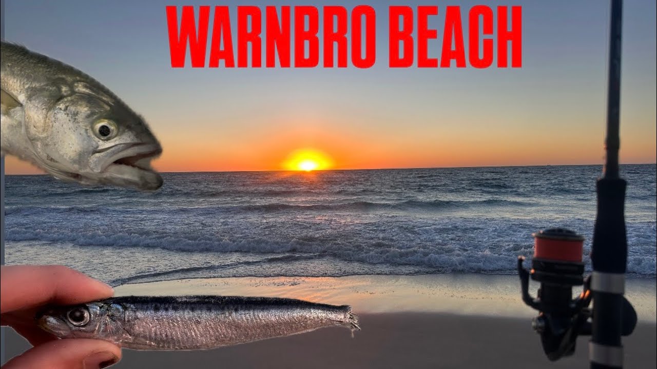 “Warnbro Beach Fishing | Sunset Bite for Big Tailor”