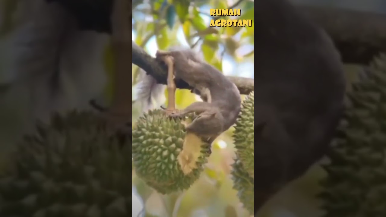 Begini Cara Kreatif Usir Hama Durian