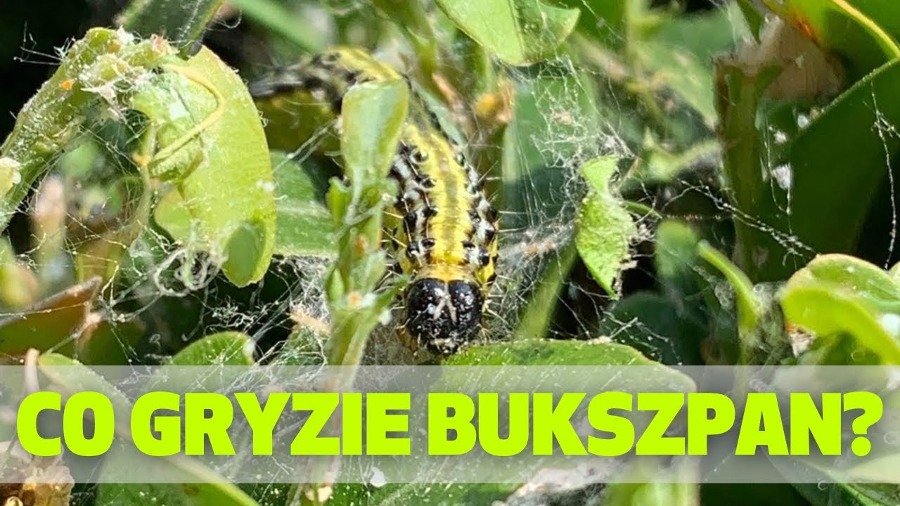 Ćma bukszpanowa - zwalczanie i regeneracja zniszczonych bukszpanów