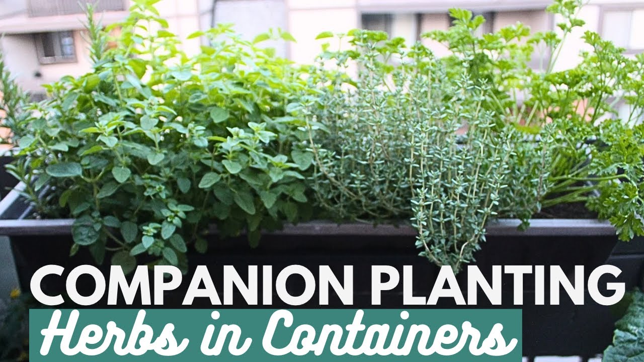 Companion Planting Herbs in Containers | Tips, Harvest & How to Dry Herbs