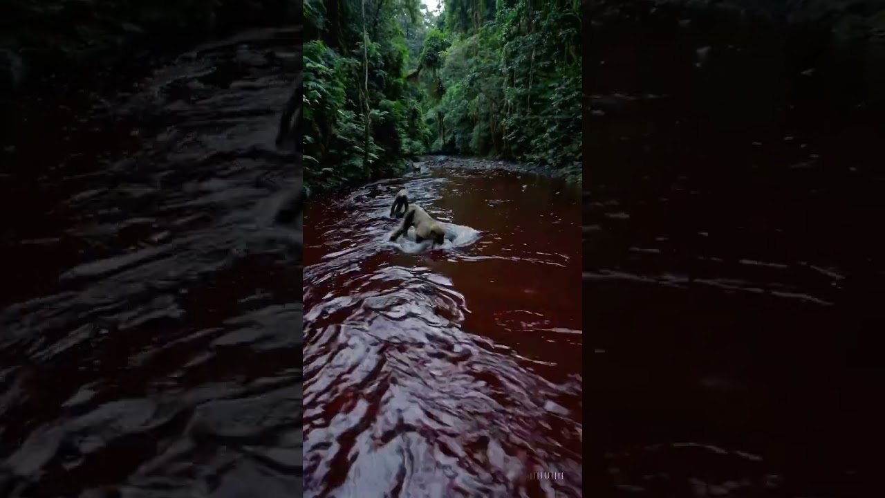 River turns to blood in the Amazon! 🩸🐒 Monkeys swept away&mdash;what&rsquo;s happening? 😱🌊 #Shocking