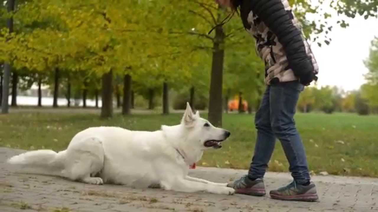 White swiss shepherd Flight 2 years. Dog tricks, frisbee and treibball