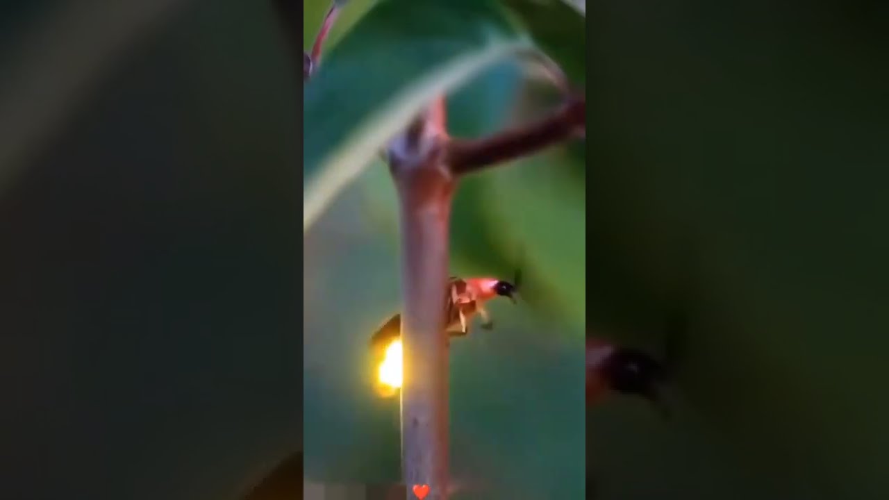Mondo meraviglioso:   La Lucciola illumina  la  natura intorno a se