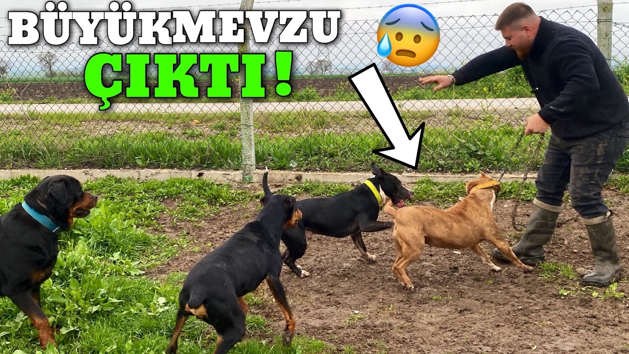 СКАЙ И РЕЙНА СТОЛКНУЛИСЬ – ВСТРЕЧА ПРЕВРАТИЛАСЬ В КОШМАР! 😱🔥 Pitbull