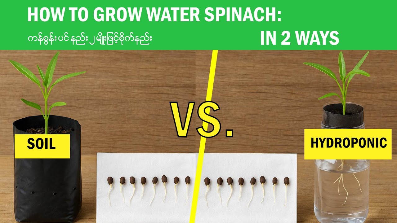 How I Grew Water Spinach With Just 2 Easy Tricks!