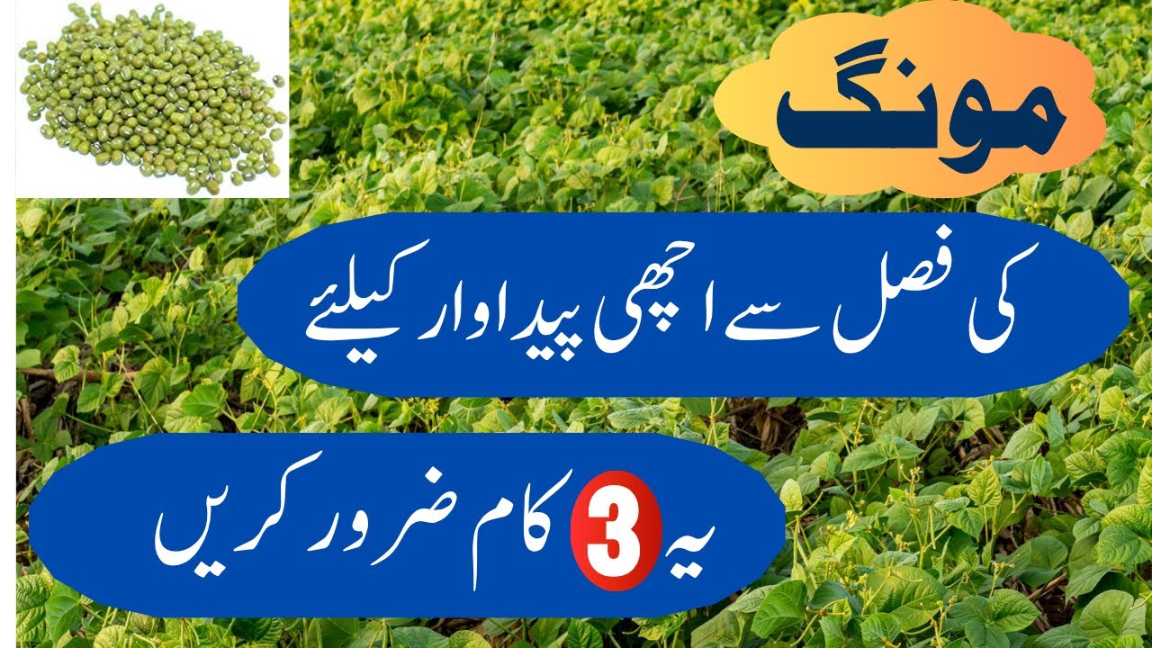 How to get high yield from summer moong crop |مونگ کی فصل سے زیادہ پیداوار حاصل کرنے کا طریقہ
