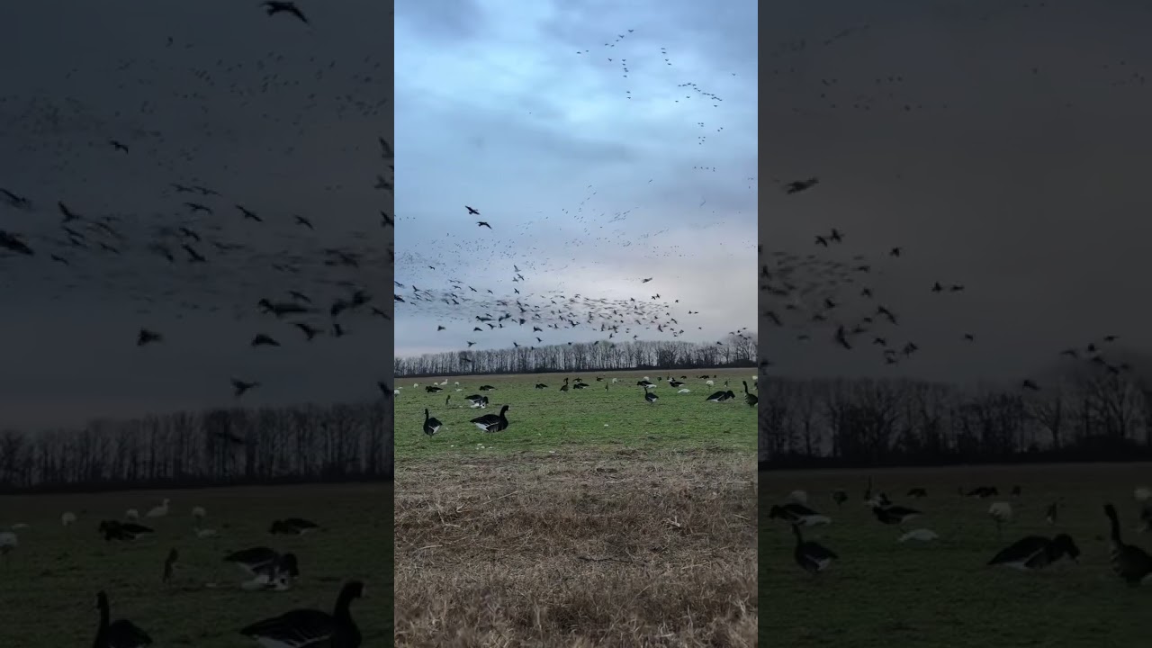 a beautiful view|Huntinglife|HUNTINGSEASON|Duckhunting|