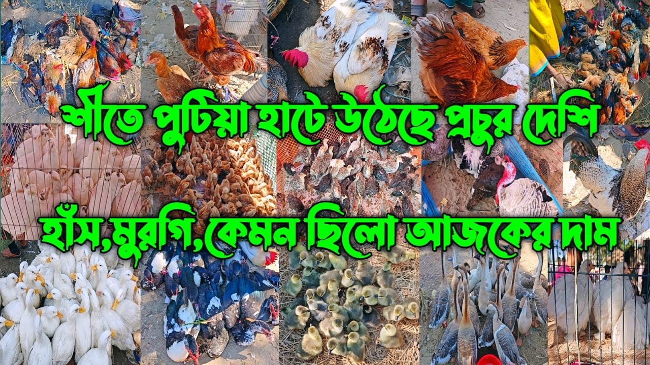 শীতে পুটিয়া হাটে উঠেছে প্রচুর দেশি হাঁস,মুরগি,কেমন ছিলো আজকের দাম