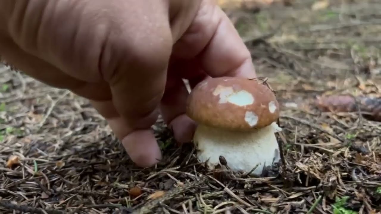 BRUTAL eclosión de BOLETUS en OTOÑO buscando setas