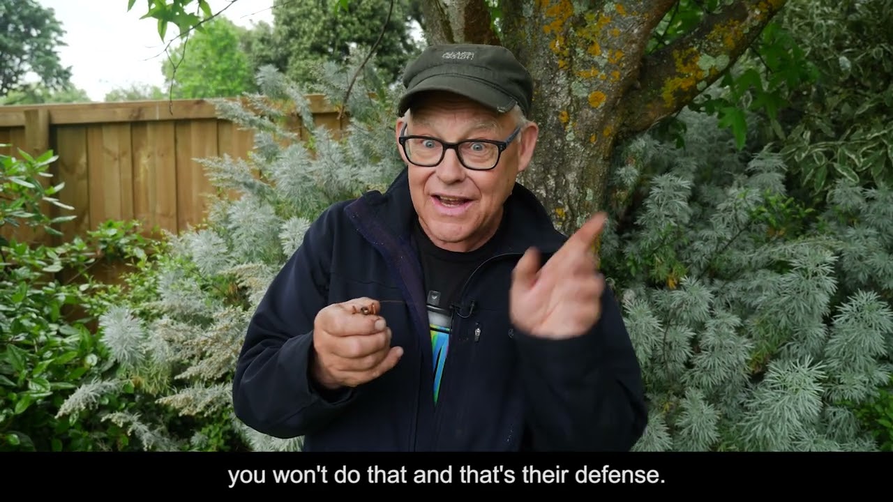 Backyard Bugging Wētā