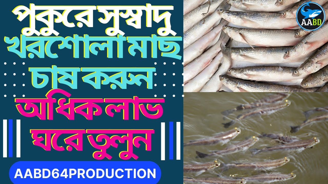 সুস্বাদু খরশোলা মাছচাষ করুন অধিক লাভ ঘরে তুলুন (Got More Profit by Culture Khorshola)
