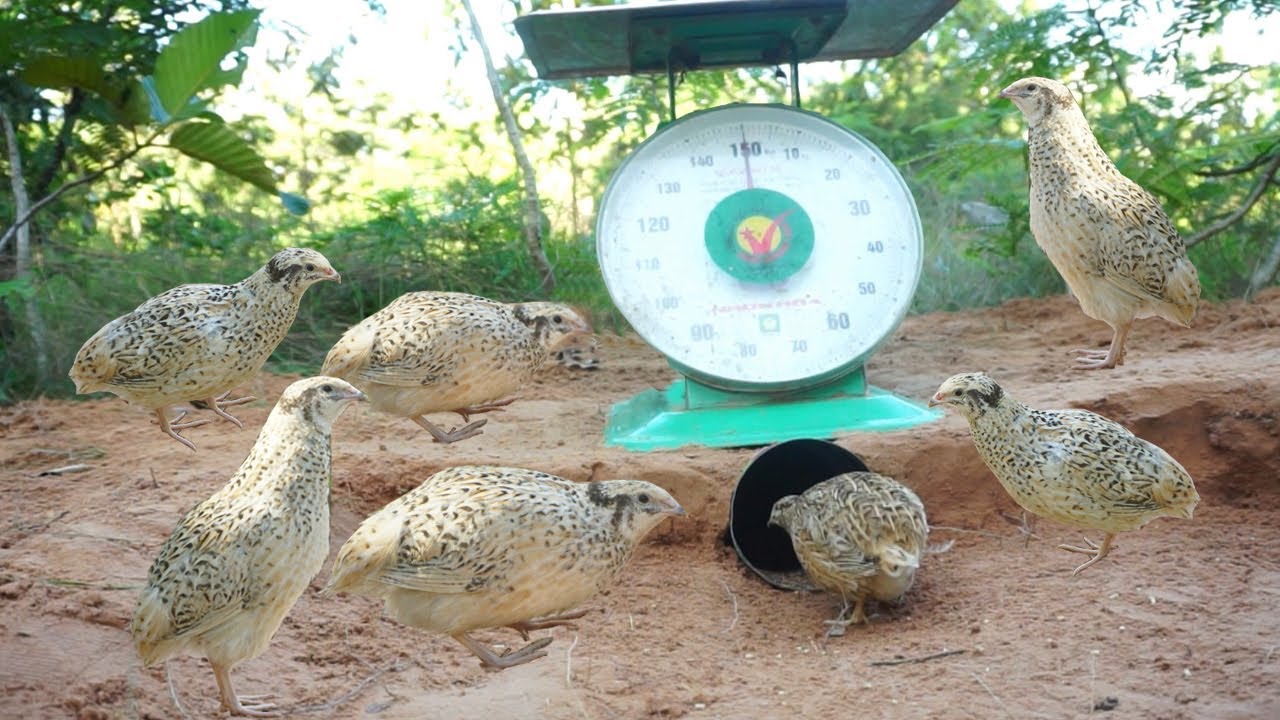 Build Unique Underground Quail Bird Trap Make From Scale With Deep Hole