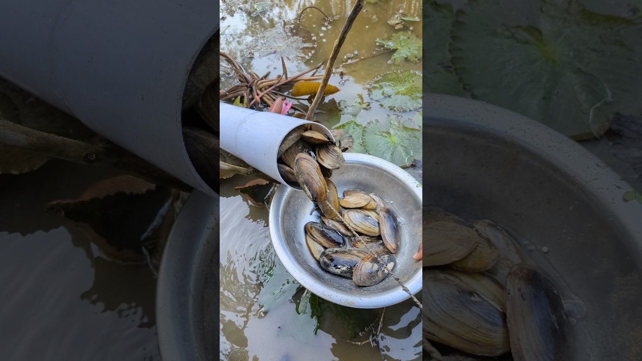 Unique Challenge Fishing With Plastic Pipe In Pond#pipe_fishing#shorts