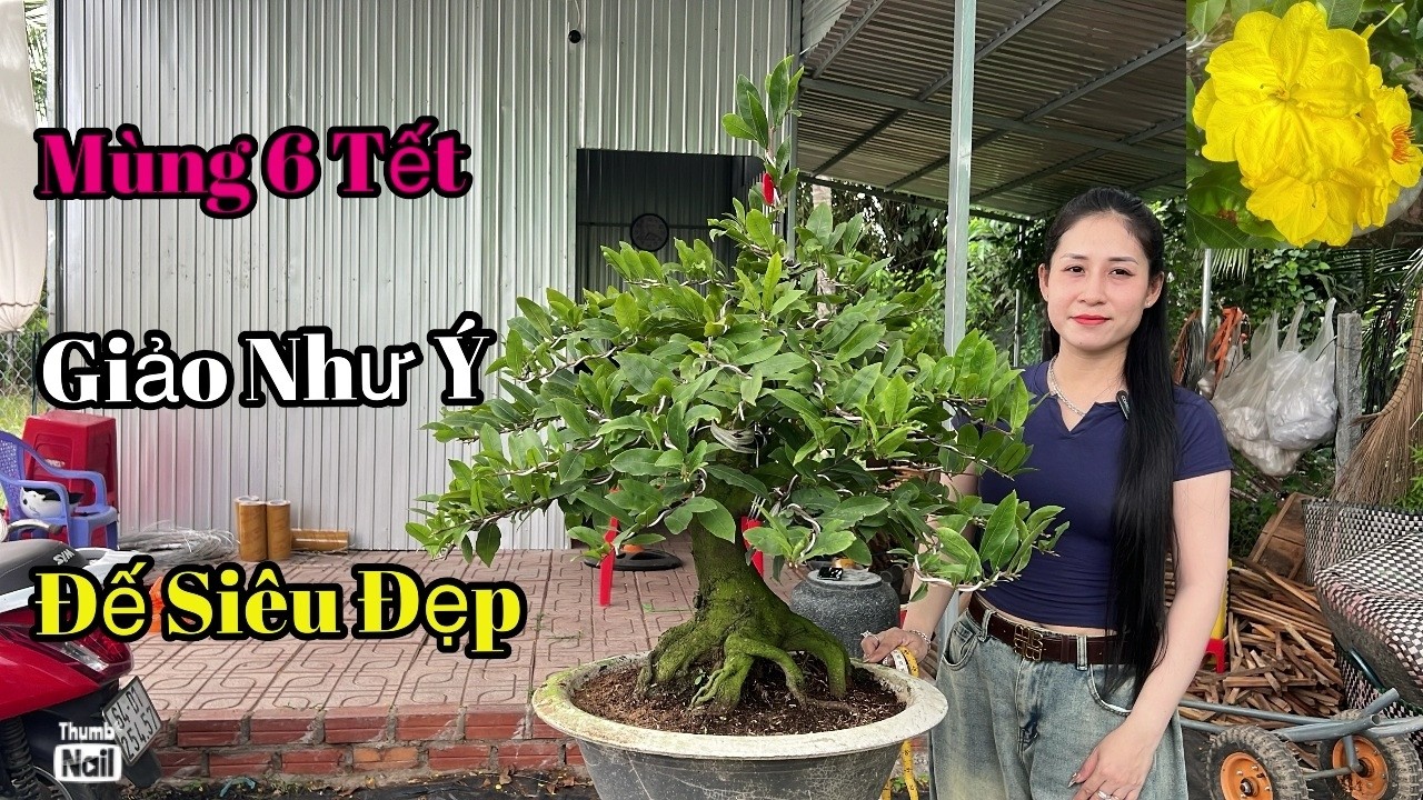 Mùng 6 Tết , Giảo Như Ý , ĐẾ SIÊU ĐẸP - Vườn Mai Tuyết Ngân