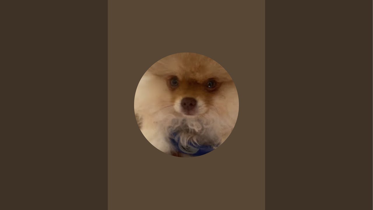 ¡My Little Pomeranian está emitiendo en directo!