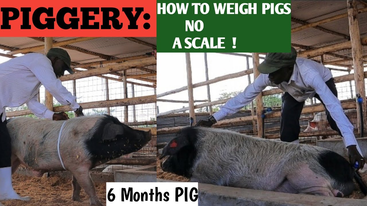 WHY You Should WEIGH The Live Weight of Your PIGS!