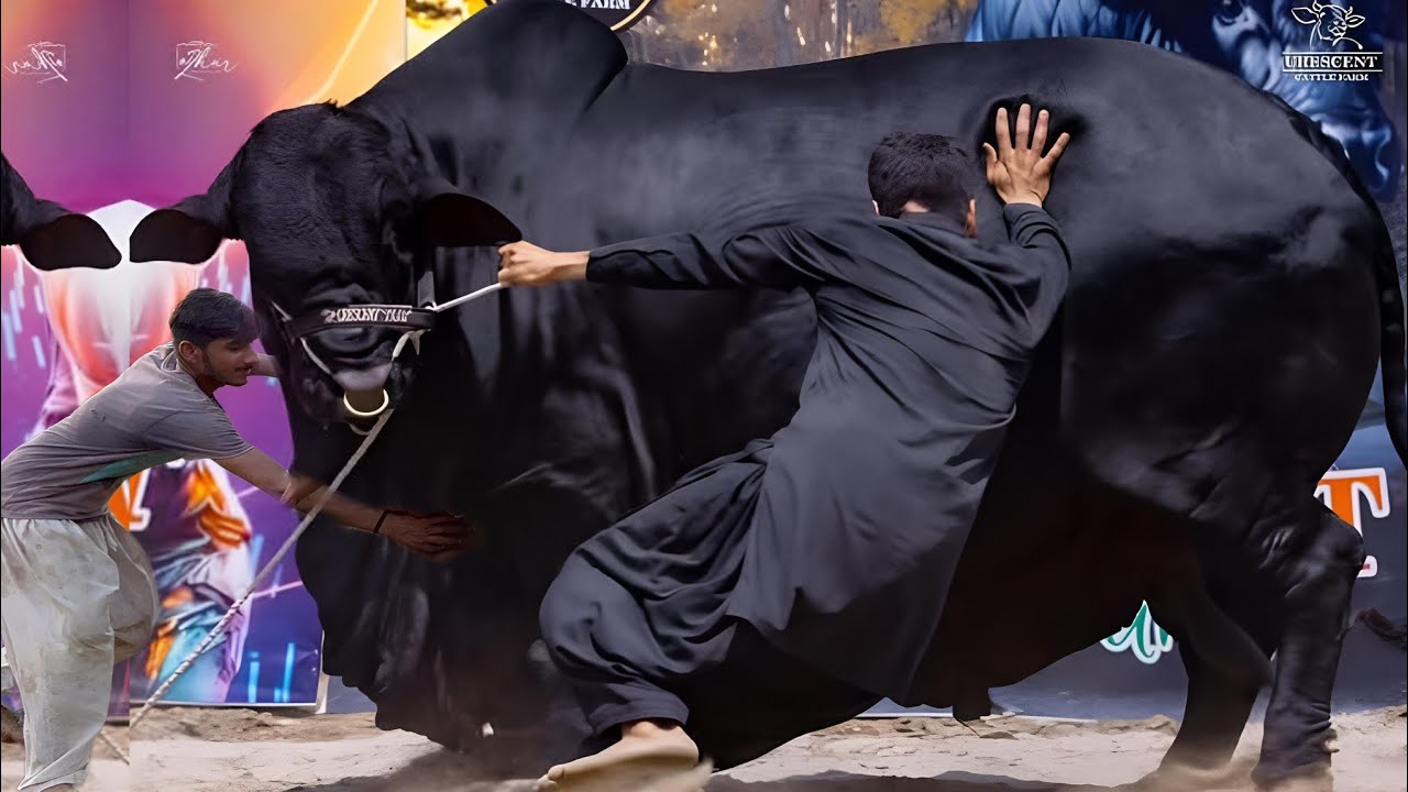 Biggest Bulls of Surmawala Cattle Farm Karachi Qurbani  2025 Bakra Mandi 2025 Cow Mandi 2025 #mandi