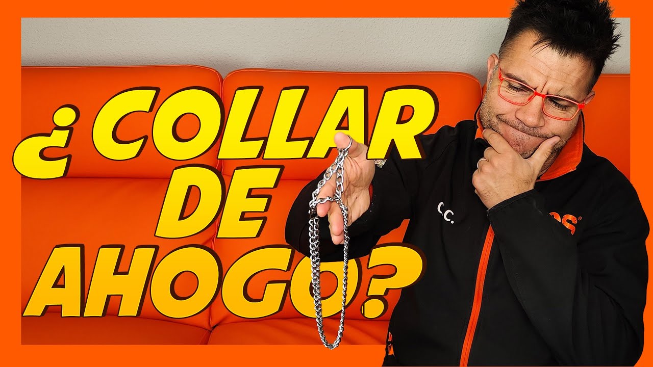 Collar de ahogo (ahorque) para Perros 🤔 | Adiestramiento Canino 🐶