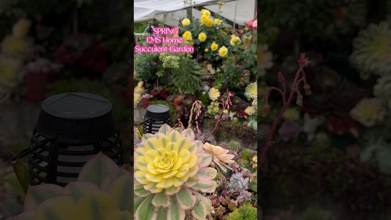 Spring in My Garden #succulentobsession