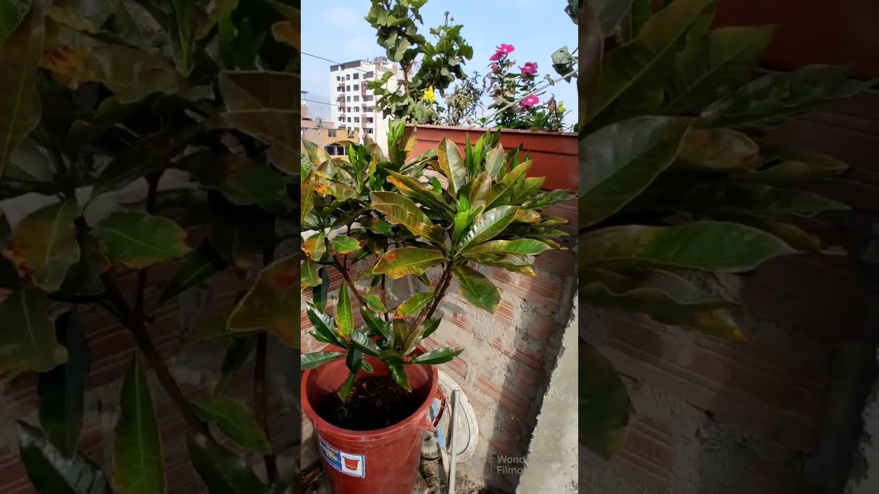 Árbol de lúcuma en maceta 3 años