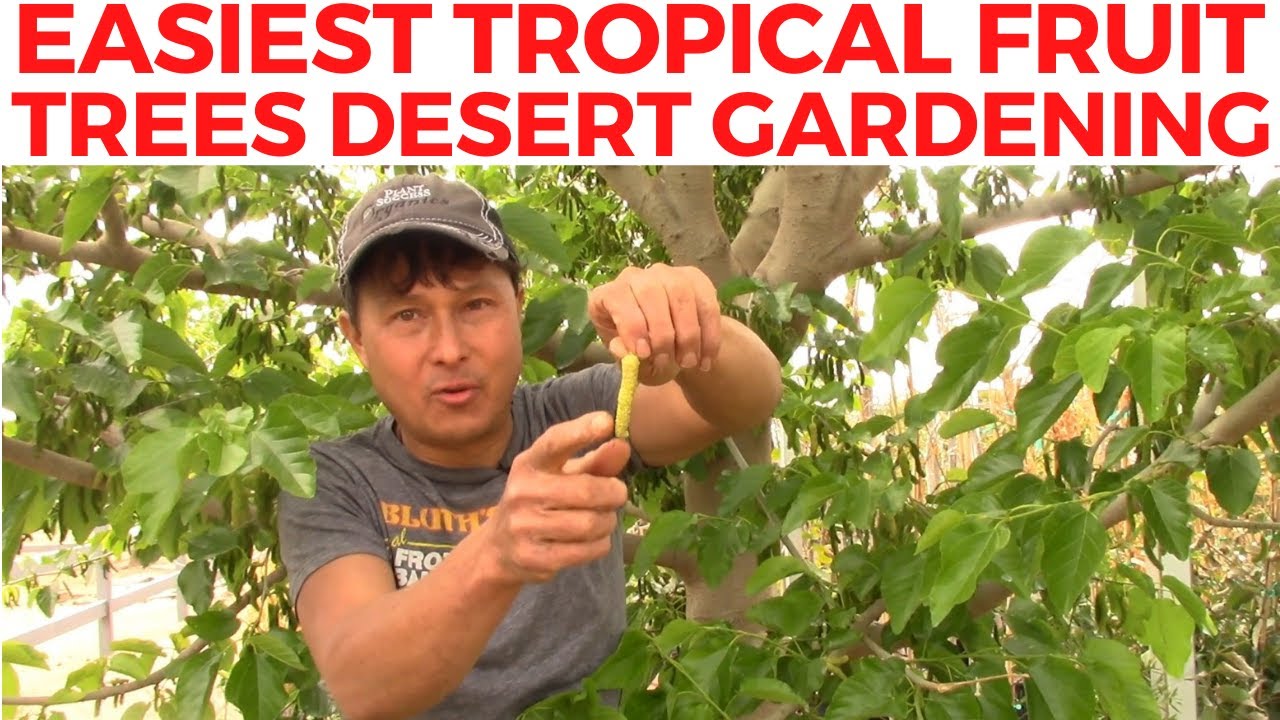 Easiest & Toughest Tropical Fruit Trees You Can Grow in the Desert of Phoenix Arizona