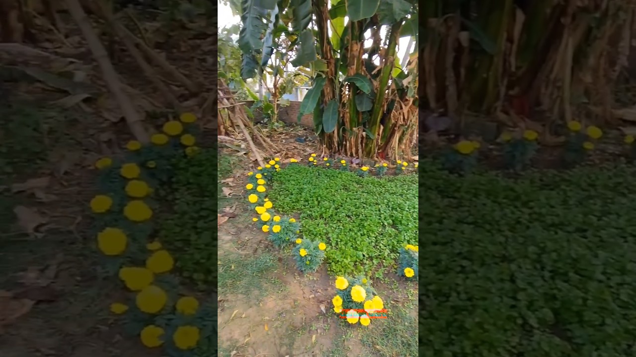 New garden ideas || love garden 