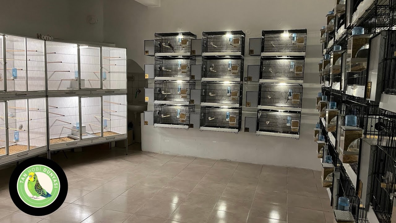 Üretimhane kurma maliyeti hesaplama demirbaş (part-1) #muhabbetkuşu #budgerigar #budgies #showjumbo