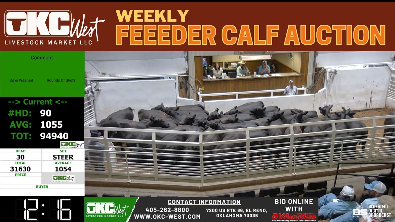 OKC WEST LIVESTOCK MARKET | Feeder Calf Auction #cattleprices #feedercattle #cowboys  | 6.10.26