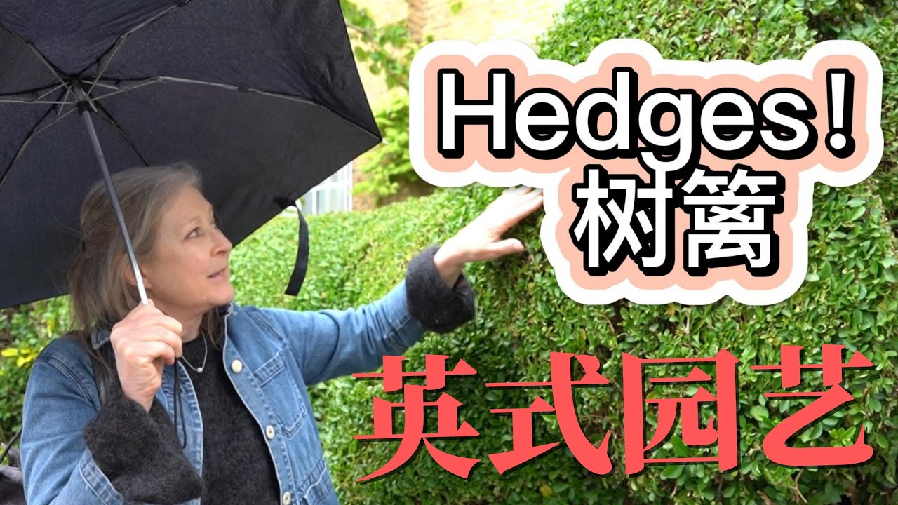 Manda’s Gardening- Hedges 树篱