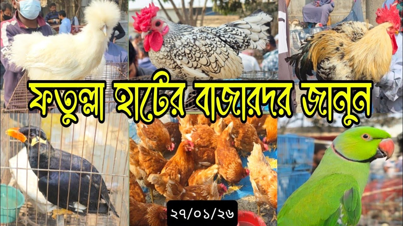 ফতুল্লা সাপ্তাহিক হাটের বাজারদর জানুন | #birds #birdsmarket #পাখি #মুরগি 