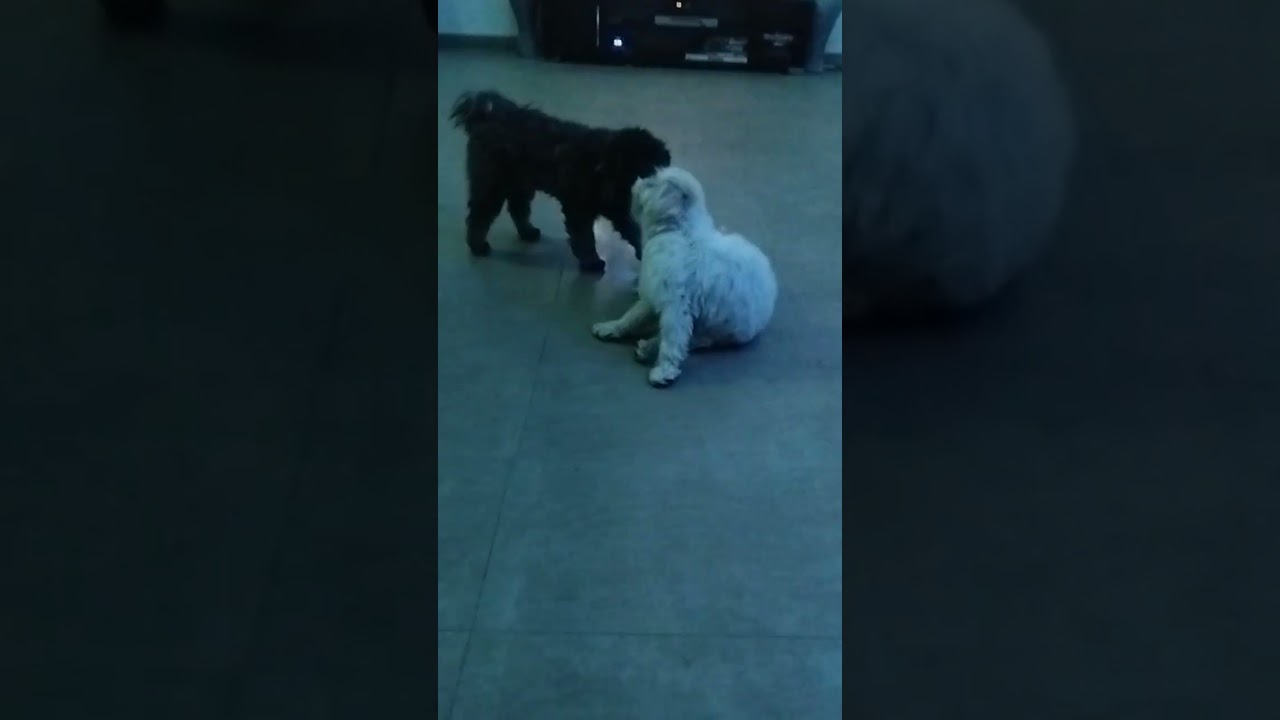 Bella with friends.#puppy #petshub #cute #adoptstrays #petparents #playtime
