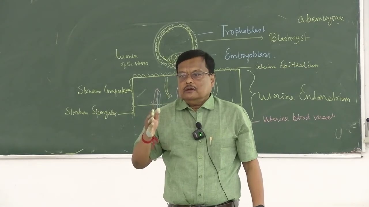 Lecture On Early Human Embryology: Implantation, Bilaminar Germinal Disc & Yolk Sac Formation | MBBS