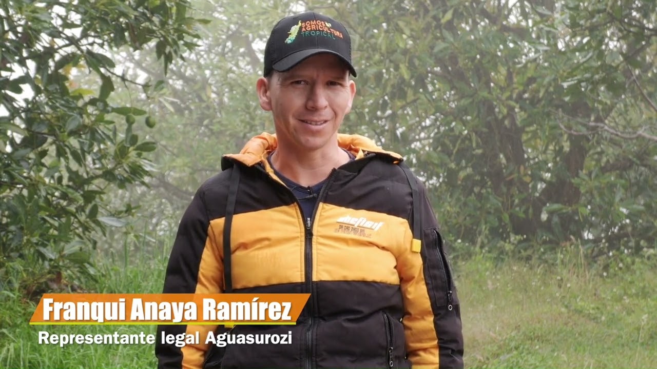¿Árboles de aguacate con amarillamiento? ¡Somos Agricultura Tropical es la solución!