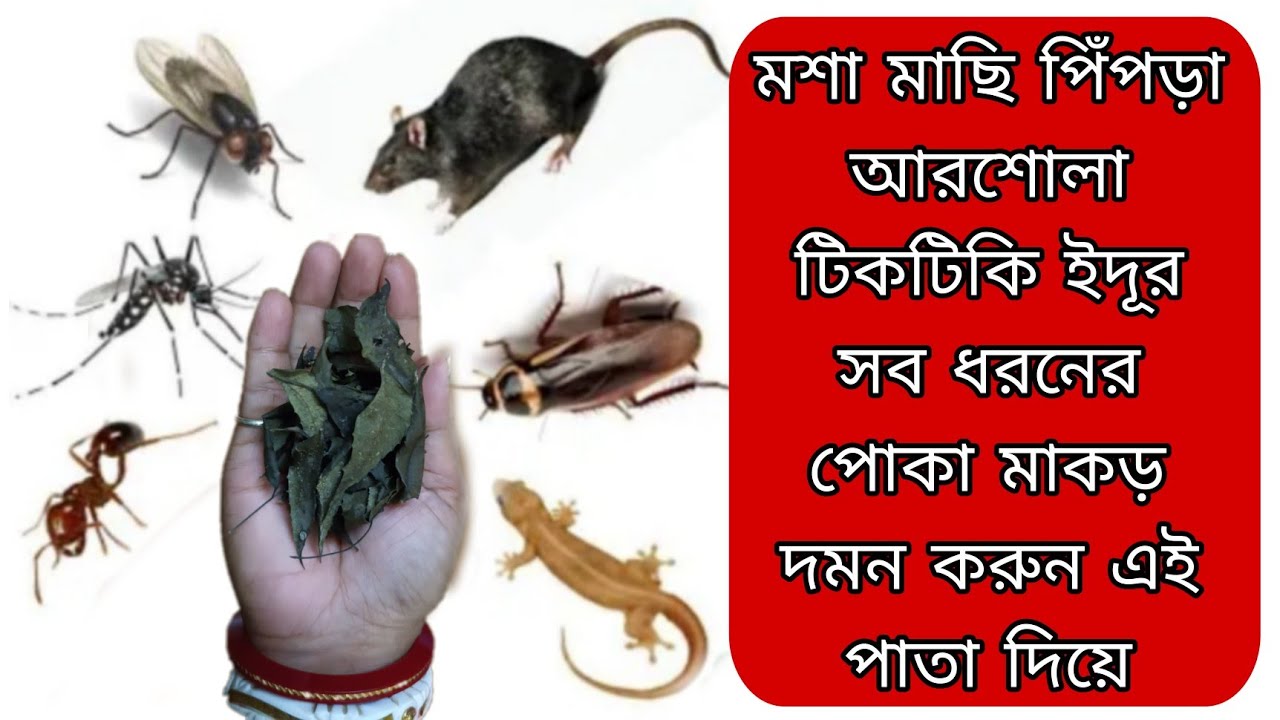 না কেমিক্যাল না ঔষধ ঘর থেকে সব ধরনের পোকা মাকড় দূর করতে পরবে এই ঘরোয়া রেমেডি গুলো দিয়ে
