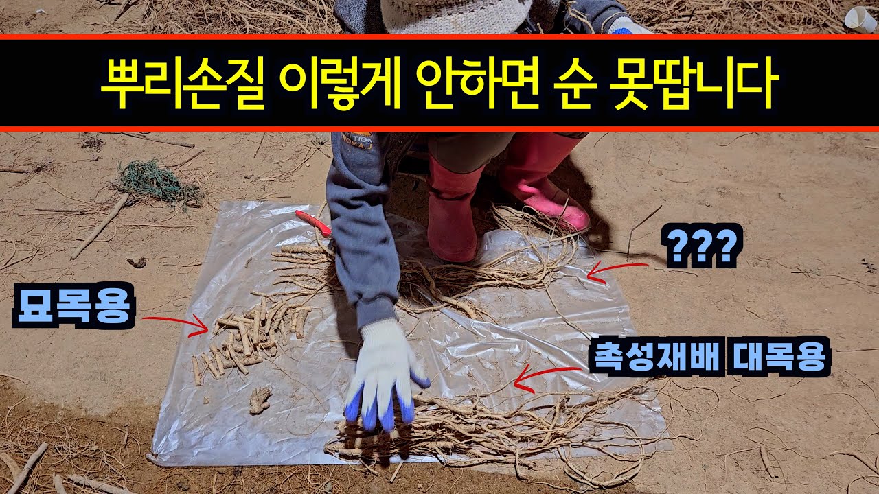 뿌리손질만으로 나무가 달라집니다(뿌리소독법,신고법 포함)