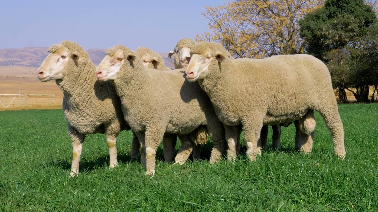 Bessiesfontein Dohne Merino stud 13th Production Auction