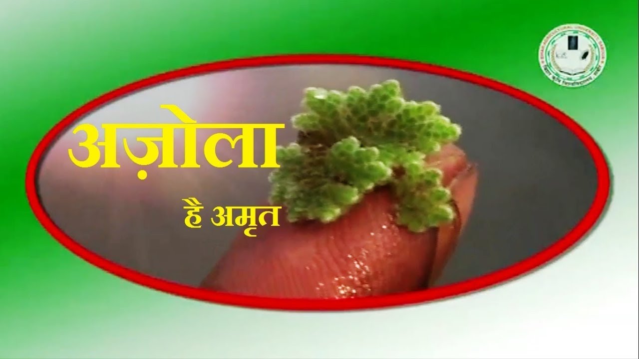 कृषि और पशुपालन के लिए अमृत है अज़ोला (Azolla)