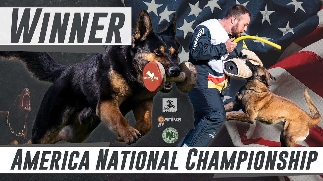 Winner DVG America National Championship 2023 // workingdog
