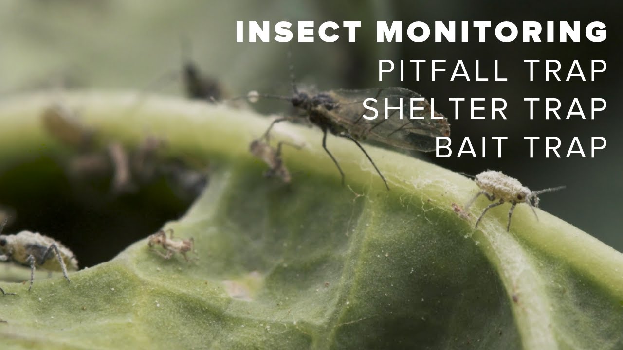 Monitoring for insects in canola | part 2