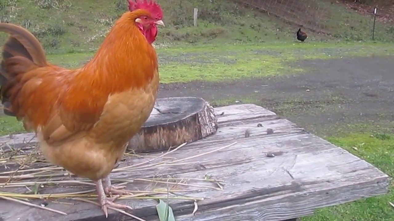 Happy Rooster Year (Please read description) 雞年, 金公雞開心唱恭喜發財 (請看描述欄)