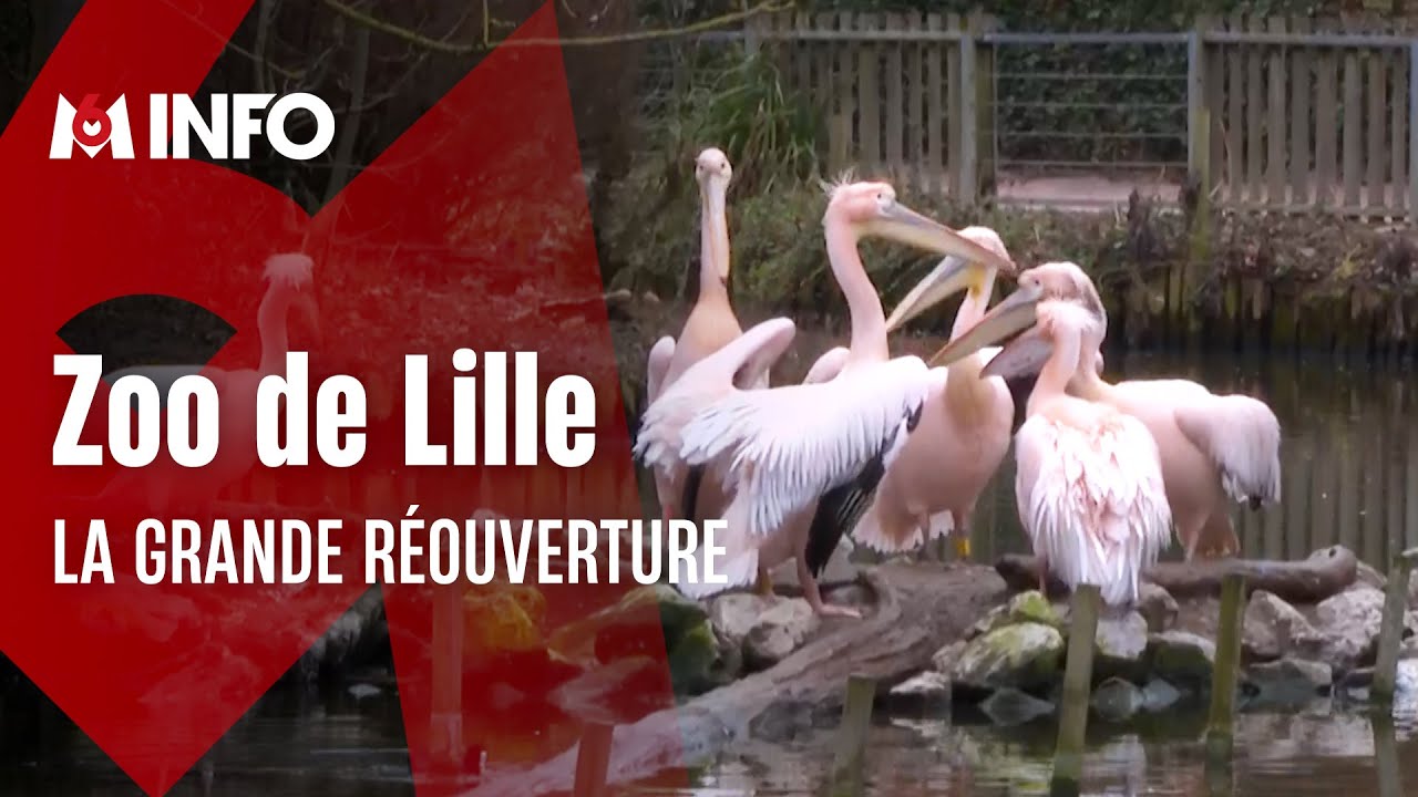Les animaux du zoo de Lille ressortent de leur tanière