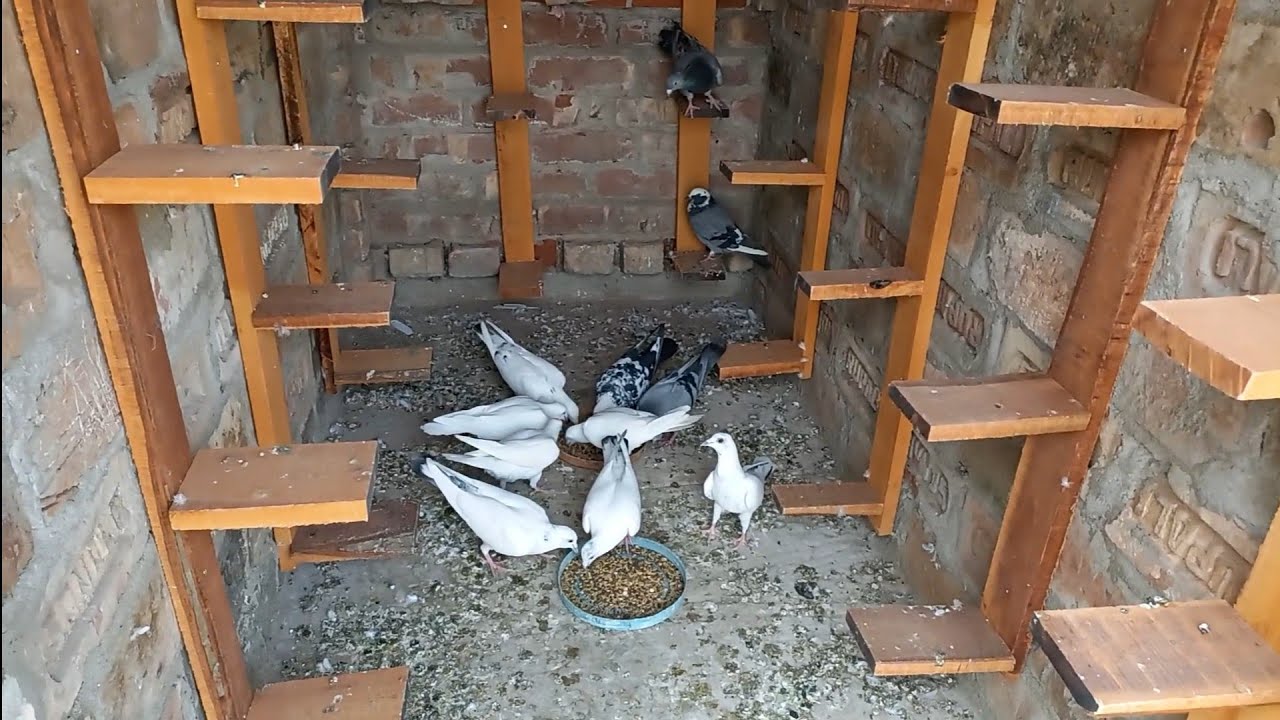 আজকে কবুতরকে সকালে খাবার দিলাম